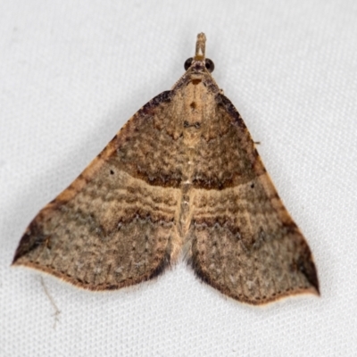 Anachloris uncinata (Hook-winged Carpet (Larentiinae)) at Melba, ACT - 30 Mar 2021 by Bron