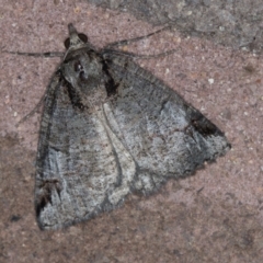 Austroterpna paratorna (Rounded Grey) at Melba, ACT - 30 Mar 2021 by Bron