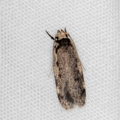 Hoplostega ochroma (a Eulechria Group moth) at Melba, ACT - 30 Mar 2021 by Bron