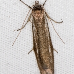 Philobota (genus) (Unidentified Philobota genus moths) at Melba, ACT - 30 Mar 2021 by Bron