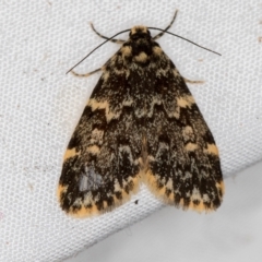 Halone sinuata (Rock Lichen Moth) at Melba, ACT - 30 Mar 2021 by Bron