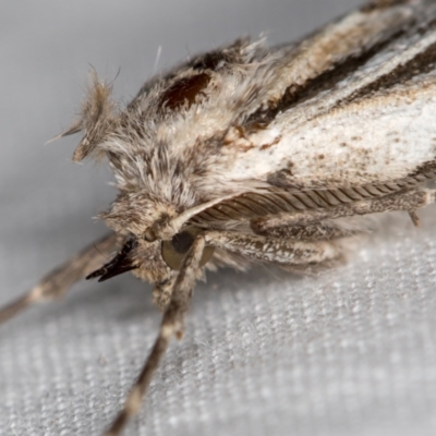 Ciampa arietaria (Brown Pasture Looper Moth) at Melba, ACT - 30 Mar 2021 by Bron