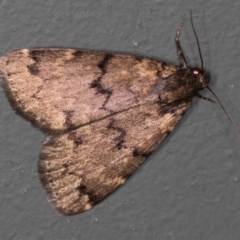 Mormoscopa phricozona (An Erebid Moth (Herminiinae) at Melba, ACT - 31 Mar 2021 by Bron