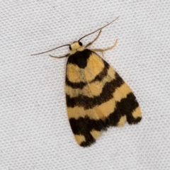 Thallarcha partita (Dark-banded Footman) at Melba, ACT - 30 Mar 2021 by Bron