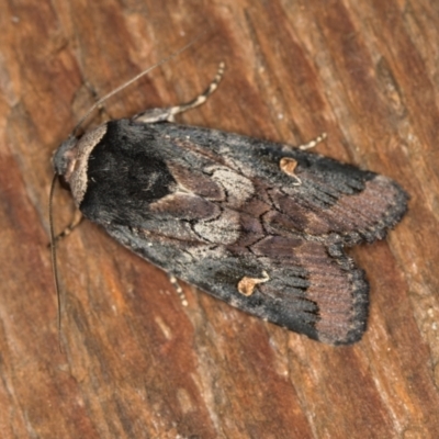 Proteuxoa cinereicollis (A noctuid or owlet moth) at Melba, ACT - 31 Mar 2021 by Bron