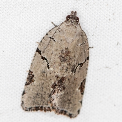 Meritastis pyrosemana (A Tortricid moth) at Melba, ACT - 31 Mar 2021 by Bron