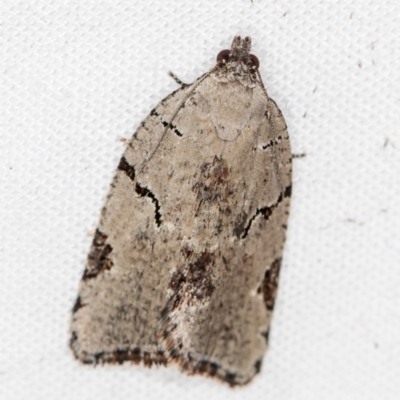 Meritastis pyrosemana (A Tortricid moth) at Melba, ACT - 30 Mar 2021 by Bron