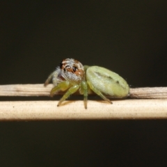 Opisthoncus sp. (genus) (Unidentified Opisthoncus jumping spider) at Acton, ACT - 3 Mar 2021 by TimL