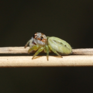 Opisthoncus sp. (genus) at Acton, ACT - 4 Mar 2021