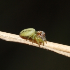 Opisthoncus sp. (genus) at Acton, ACT - 4 Mar 2021 09:21 AM