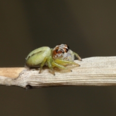 Opisthoncus sp. (genus) at Acton, ACT - 4 Mar 2021