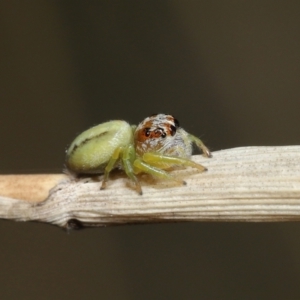 Opisthoncus sp. (genus) at Acton, ACT - 4 Mar 2021