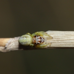 Opisthoncus sp. (genus) at Acton, ACT - 4 Mar 2021 09:21 AM