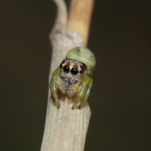 Opisthoncus sp. (genus) at Acton, ACT - 4 Mar 2021