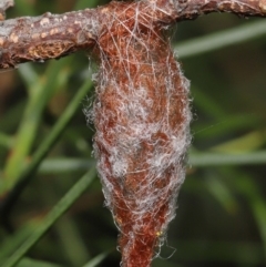 Austracantha minax (Christmas Spider, Jewel Spider) at ANBG - 3 Mar 2021 by TimL