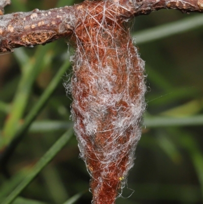 Austracantha minax (Christmas Spider, Jewel Spider) at ANBG - 3 Mar 2021 by TimL