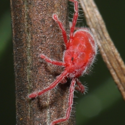 Trombidiidae (family) (Red velvet mite) at Acton, ACT - 2 Apr 2021 by TimL