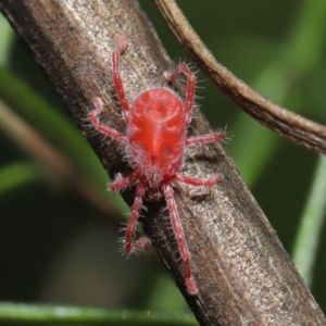 Trombidiidae (family) at Acton, ACT - 2 Apr 2021 11:47 AM