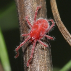 Trombidiidae (family) at Acton, ACT - 2 Apr 2021