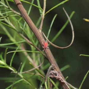 Trombidiidae (family) at Acton, ACT - 2 Apr 2021 11:47 AM