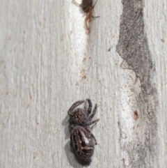 Unverified Spider at Acton, ACT - 4 Mar 2021 by TimL