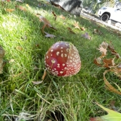 Amanita muscaria (Fly Agaric) at Lyneham, ACT - 13 Apr 2021 by WarrenRowland