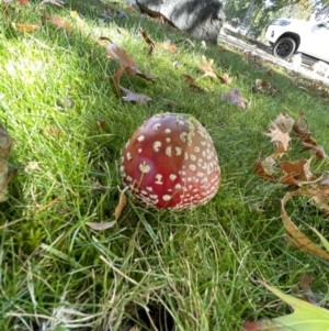 Amanita muscaria at Lyneham, ACT - 13 Apr 2021