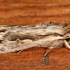 Persectania ewingii at Melba, ACT - 9 Apr 2021 10:24 PM