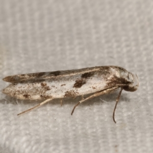 Oxythecta (genus) at Melba, ACT - 10 Apr 2021