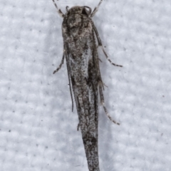 Stathmopoda (genus) at Melba, ACT - 12 Apr 2021