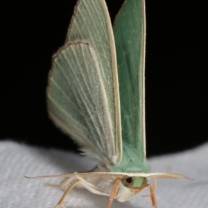 Prasinocyma semicrocea at Flynn, ACT - 13 Apr 2021