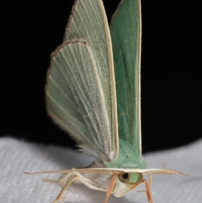 Prasinocyma semicrocea (Common Gum Emerald moth) at Flynn, ACT - 13 Apr 2021 by kasiaaus