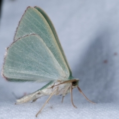 Prasinocyma semicrocea at Flynn, ACT - 13 Apr 2021