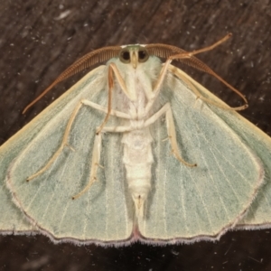 Prasinocyma semicrocea at Flynn, ACT - 13 Apr 2021