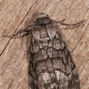 Stibaroma undescribed species at Melba, ACT - 13 Apr 2021