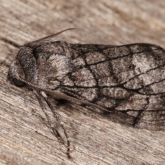 Stibaroma undescribed species at Melba, ACT - 13 Apr 2021