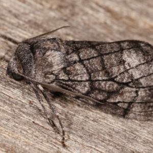 Stibaroma undescribed species at Melba, ACT - 13 Apr 2021 12:59 AM