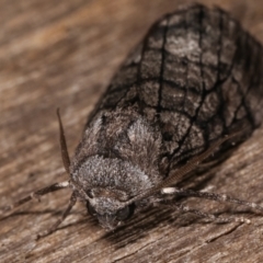 Stibaroma undescribed species at Melba, ACT - 13 Apr 2021 12:59 AM