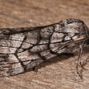 Stibaroma undescribed species at Melba, ACT - 13 Apr 2021 12:59 AM