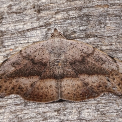 Sophta concavata (Varied Hookwing) at Melba, ACT - 13 Apr 2021 by kasiaaus