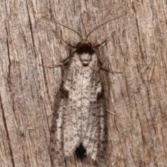 Lepidoscia euryptera (A case moth) at Melba, ACT - 13 Apr 2021 by kasiaaus