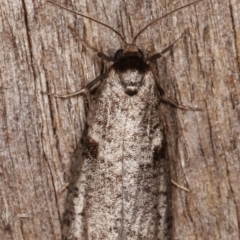 Lepidoscia euryptera at Melba, ACT - 13 Apr 2021