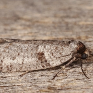 Lepidoscia euryptera at Melba, ACT - 13 Apr 2021