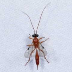 Ichneumonidae (family) (Unidentified ichneumon wasp) at Melba, ACT - 13 Apr 2021 by kasiaaus