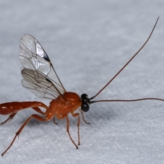 Ichneumonidae (family) at Melba, ACT - 13 Apr 2021 10:41 PM