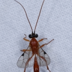 Ichneumonidae (family) at Melba, ACT - 13 Apr 2021