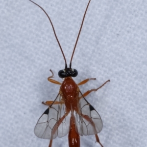 Ichneumonidae (family) at Melba, ACT - 13 Apr 2021