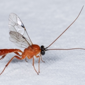 Ichneumonidae (family) at Melba, ACT - 13 Apr 2021