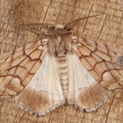 Stibaroma undescribed species (A Line-moth) at Melba, ACT - 13 Apr 2021 by kasiaaus