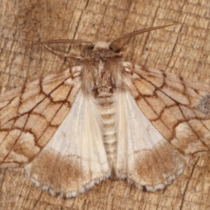 Stibaroma undescribed species at Melba, ACT - 13 Apr 2021 10:49 PM